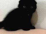 Scottish Fold British Shorthair Yavrular